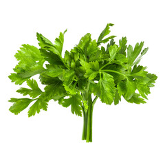 A bunch of parsley on a blank background.