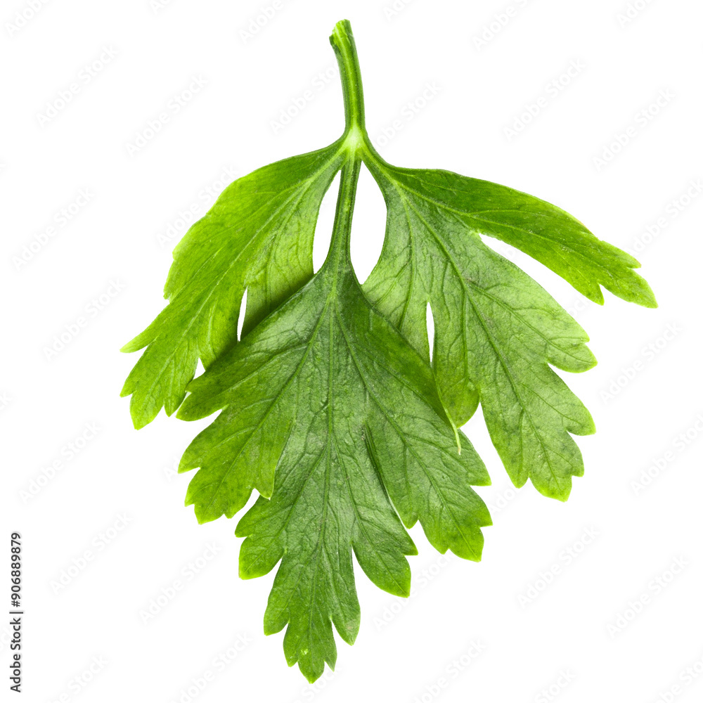 Wall mural sprig of parsley on a blank background.