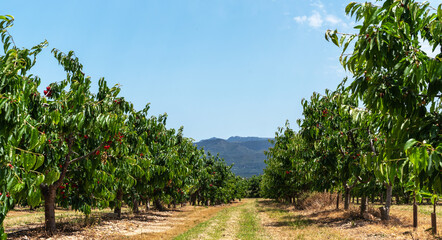 an orchard of cherry trees with rows of lush green foliage and red cherries. A central path runs through the orchard, leading towards distant mountains under a clear blue sky