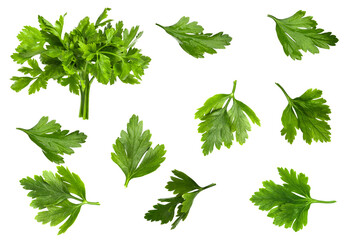 Set of parsley on empty background.