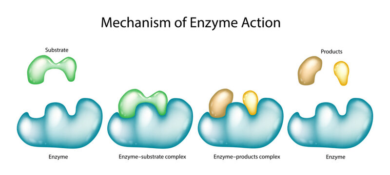 Mechanism of enzyme action with substrate and product complexes. Enzyme Kinetics