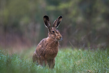 European hare, Lepus europaeus, a mammal of the Leporidae family. Very cute animal, very long ears. A herbivorous mammal with beautiful fur and long ears.