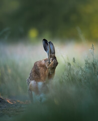 European hare, Lepus europaeus, a mammal of the Leporidae family. Very cute animal, very long ears. A herbivorous mammal with beautiful fur and long ears.