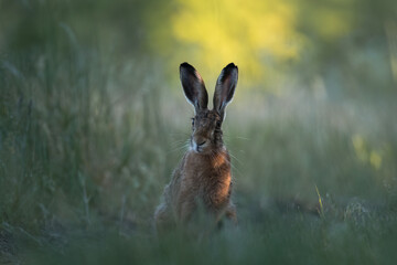 European hare, Lepus europaeus, a mammal of the Leporidae family. Very cute animal, very long ears. A herbivorous mammal with beautiful fur and long ears.