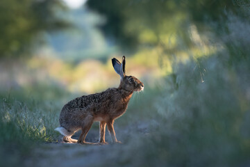 European hare, Lepus europaeus, a mammal of the Leporidae family. Very cute animal, very long ears. A herbivorous mammal with beautiful fur and long ears.