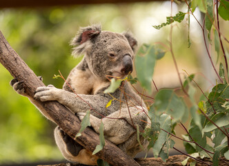 koala in tree