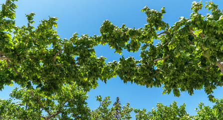 Lush green leaves of sycamore trees form a natural archway against a vibrant blue sky, offering a...