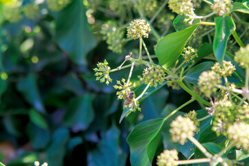 flowers of a plant with leaves