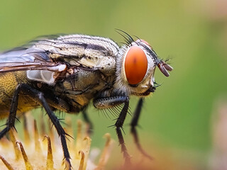 close up of the flies on green leaves in the morning. selective focus of the house flies on trees...