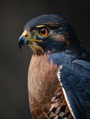 Obraz premium Intimate Portrait of a Hawk with Striking Yellow Eyes
