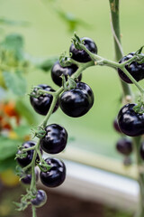 Ripe black tomatoes in the greenhouse 