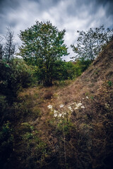 a large tree near a steep hill, near which grows a small bush with white leaves, against the background of the night sky with dark thunderclouds, at night