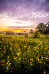Obraz premium a meadow with green tarva and yellow flowers, against the backdrop of a forest and a bright dawn sky with clouds and an orange sun, during the golden hour, in the morning