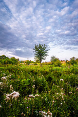 a clearing with tall green grass on which white fluff grows, against the background of a blue sky covered with blue thunderclouds