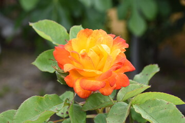 Orange and Yellow Rose in Home Garden