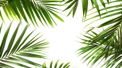 Fototapeta premium Green palm leaves close up on white background panoramic view