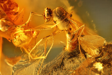 winged ant imprisioned in Baltic amber © Björn Wylezich