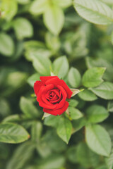 red rose in garden
