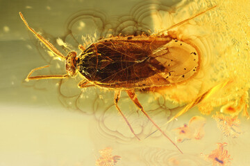 flower bug (Anthocoridae)  imprisioned in Baltic amber