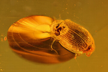 bark beetle imprisioned in amber from Bitterfeld, Germany