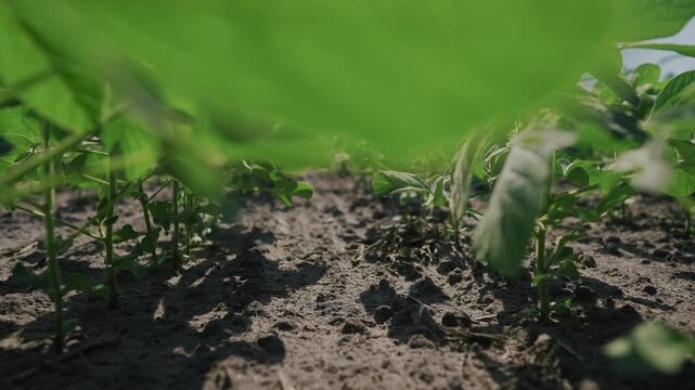 Soybeans are being planted in a field of agriculture. Farm soy soya concept. Sprouts of soybeans on a plantation. Soybeans lifestyle and sprouts planted in the field of agriculture on a plantation.