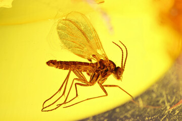 gall midge (Cecidomyiidae) imprisioned in amber from Bitterfeld, Germany
