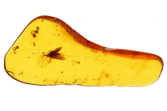 micromoth imprisioned in amber from Bitterfeld, Germany isolated on white background