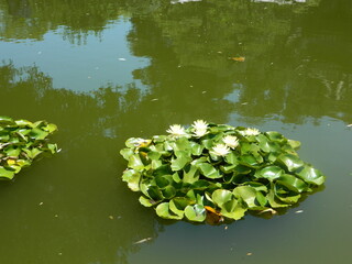 Pretty pond