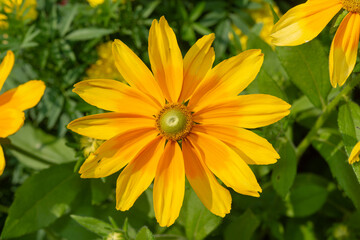 isolated close-up of a yellow flower with green cone in summer