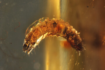 Coleoptera larva imprisioned in Baltic amber