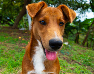 portrait of a dog in a natural place