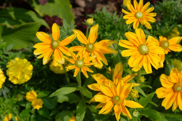 mostly rudbeckia hirta with green cones and defocused marigolds