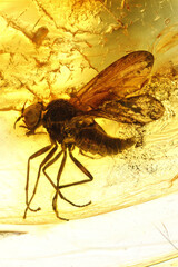 snipe fly (Rhagionidae Bolbomyia) imprisioned in Baltic amber