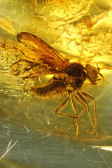 snipe fly (Rhagionidae Bolbomyia) imprisioned in Baltic amber