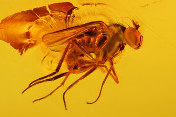 fruit fly imprisioned in amber from Bitterfeld, Germany 