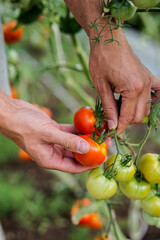 Gardener picking ripe red tomatoes in the greenhouse