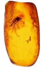 male nonbiting midge (Chironomidae) imprisioned in amber from Bitterfeld, Germany isolated on white...