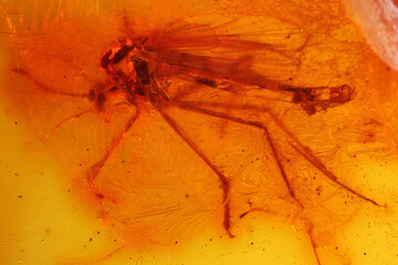 male nonbiting midge (Chironomidae) imprisioned in amber from Bitterfeld, Germany