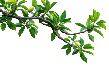 Tree branch on transparent background, greenery tree branch foliage on corner border