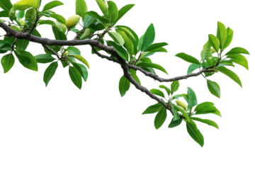 Tree branch on transparent background, greenery tree branch foliage on corner border