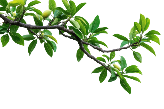Tree branch on transparent background, greenery tree branch foliage on corner border