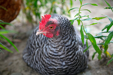 free run hens in field gray chicken