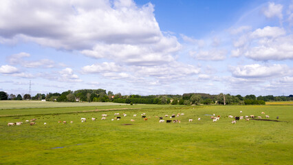 Luftbilder auf der Weide