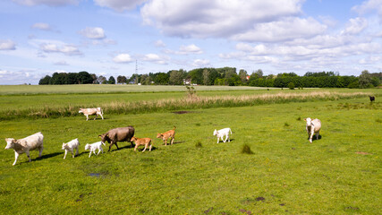 Kuhherde auf der Weide
