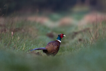 A male pheasant, Phasianus colchicus, in its natural habitat, displaying its colorful plumage. This beauty of wildlife in Poland symbolizes biodiversity and natural heritage.