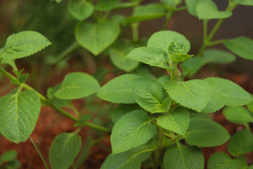 Pani Koorkka aka Coleus amboinicus