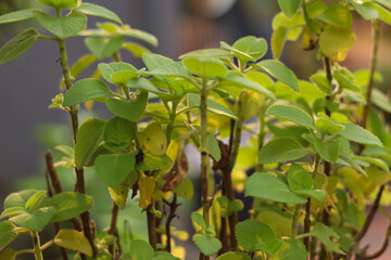 Pani Koorkka aka Coleus amboinicus