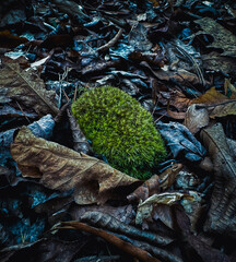 green moss on the stone surrounded by leaves