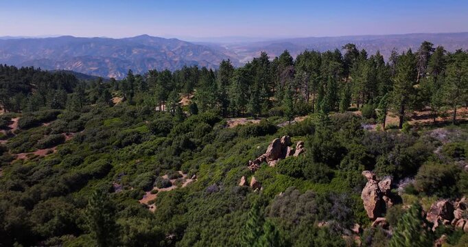 Forest Trees and Canyon California Aerial Drone Video 
