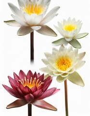 Set of beautiful lotus flowers isolated on white